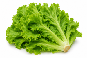 Laitue / Lettuce (per pc)
